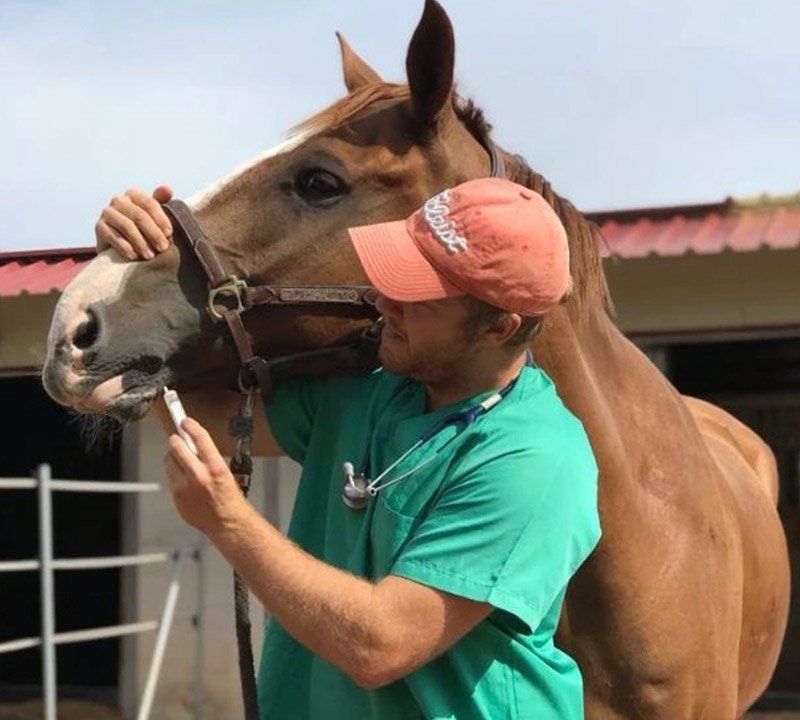 Medicina preventiva caballos