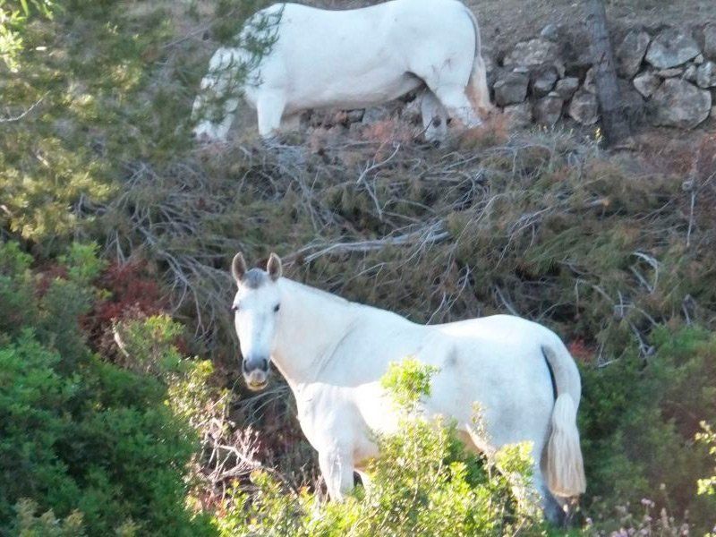 Recuperación de caballos en Castellón